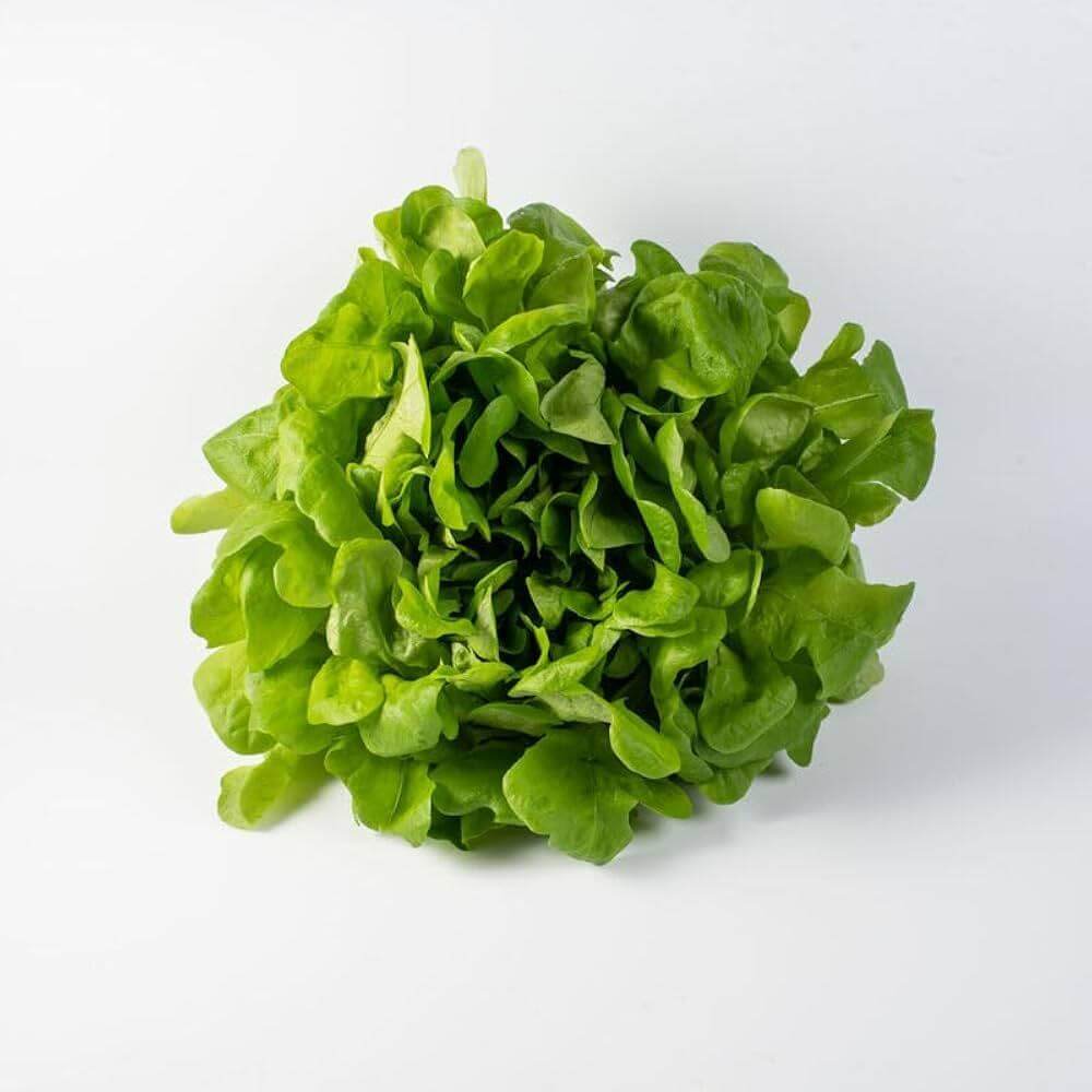 Green Oakleaf Lettuce Seeds