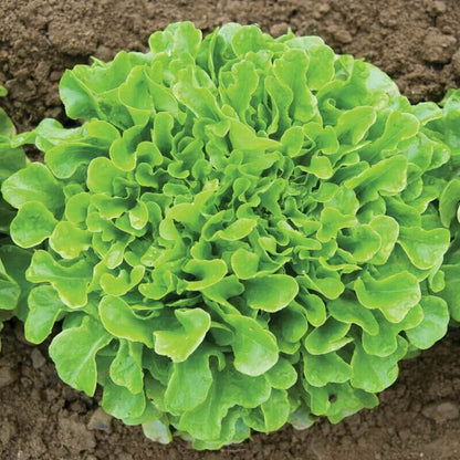 Green Oakleaf Lettuce Seeds