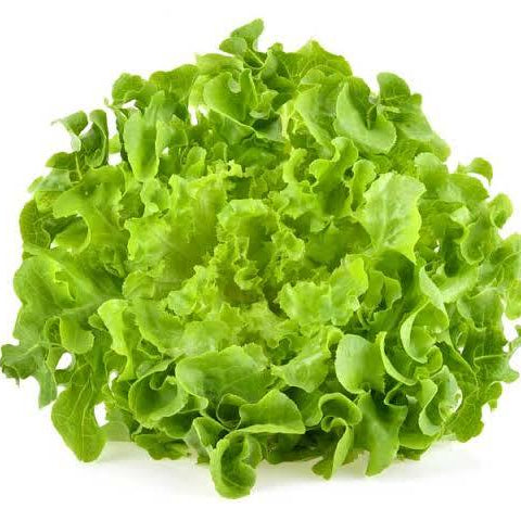 Green Oakleaf Lettuce Seeds
