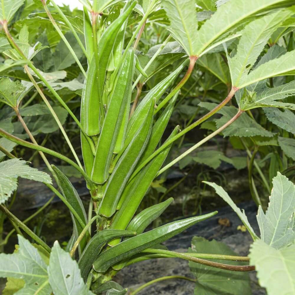 Green Okra Seeds