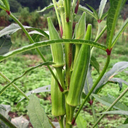 Green Okra Seeds