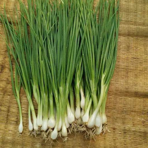 Green Onion Seeds
