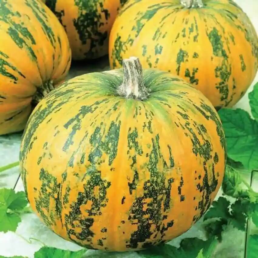 Green Orange Lady Godiva Pumpkin Seeds