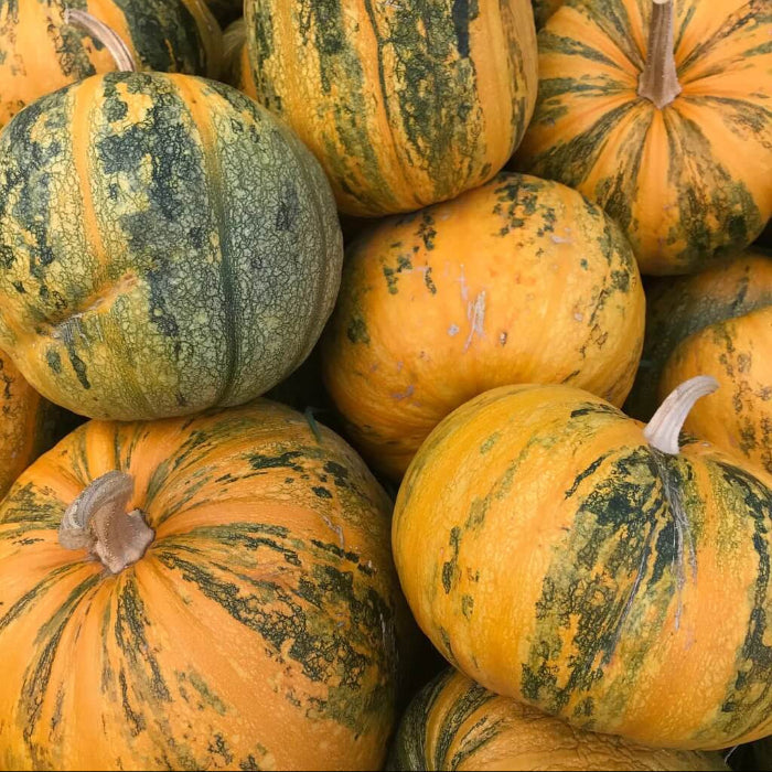 Green Orange Lady Godiva Pumpkin Seeds