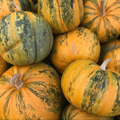 Green Orange Lady Godiva Pumpkin Seeds