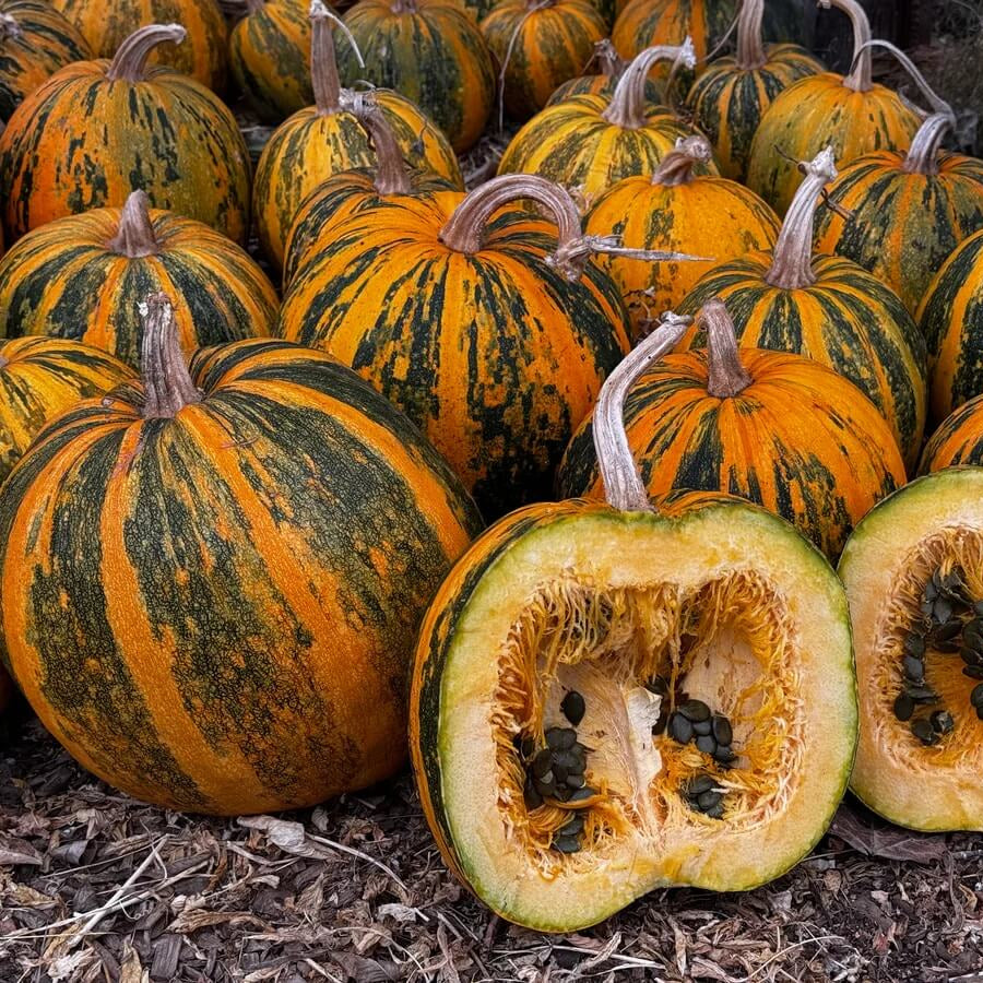 Green Orange Lady Godiva Pumpkin Seeds