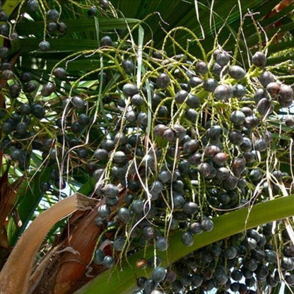 Green Palm Tree Seeds