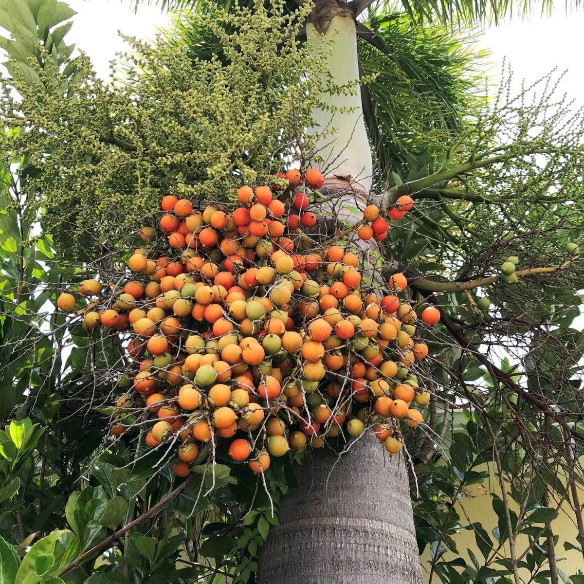Green Palm Tree Seeds