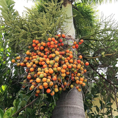 Green Palm Tree Seeds