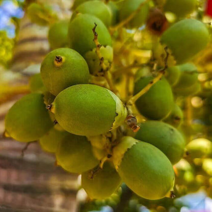 Green Palm Tree Seeds