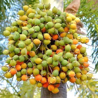 Green Palm Tree Seeds