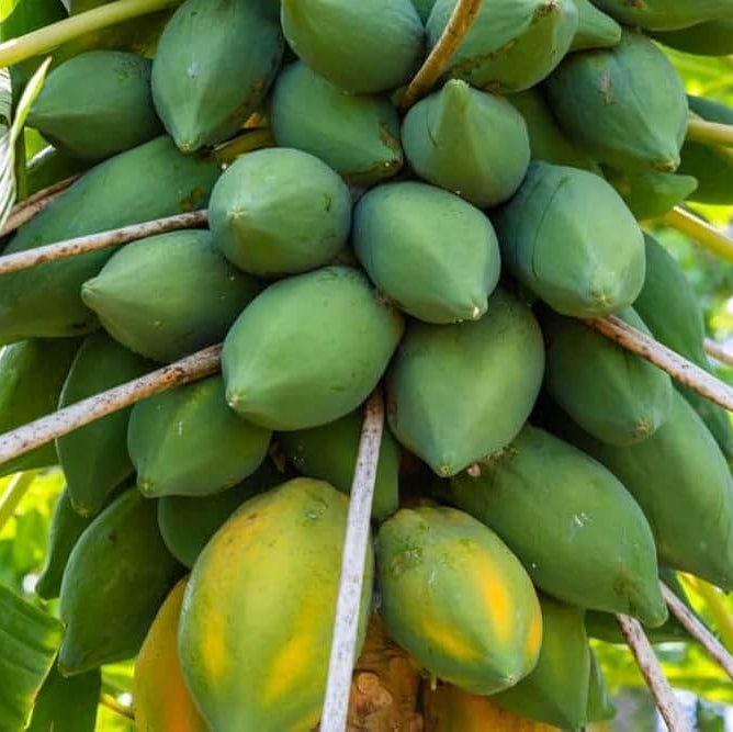Green Papaya Seeds