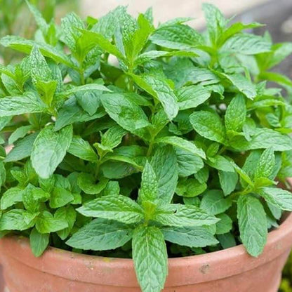 Green Penny Mint Seeds - Herbal Plant