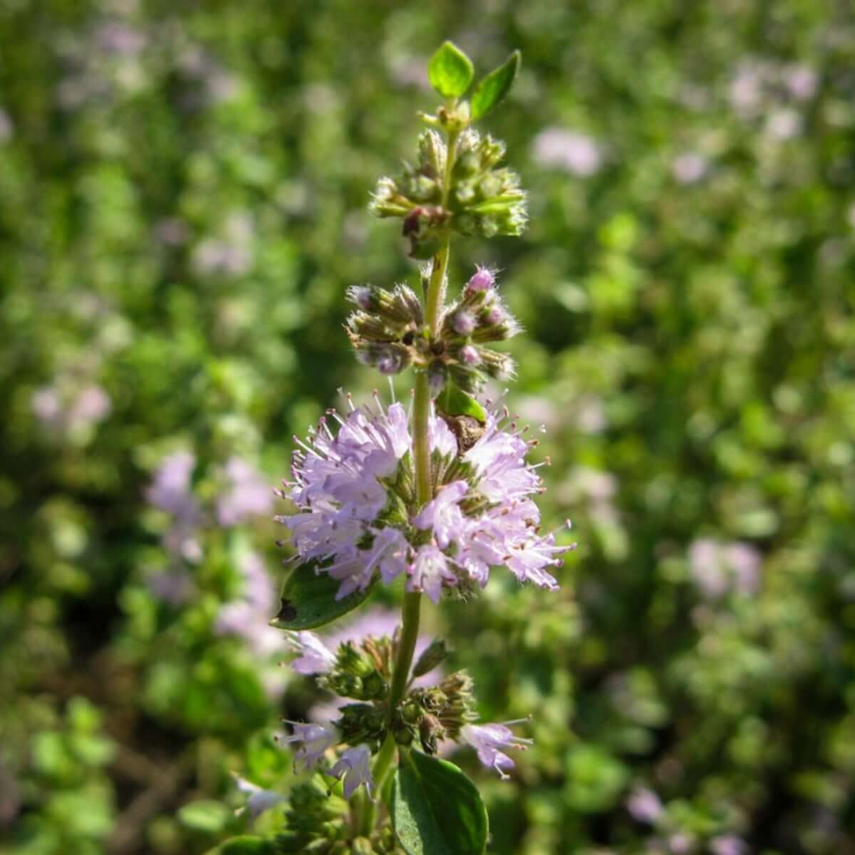 Green Penny Mint Seeds - Herbal Plant