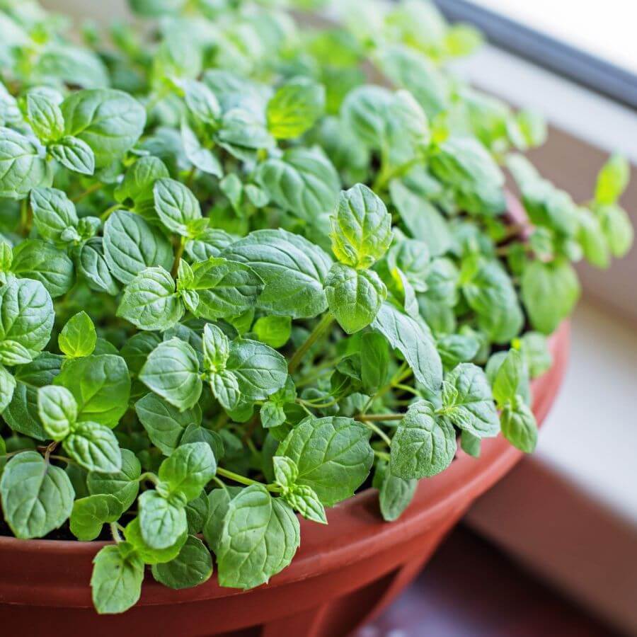 Green Penny Mint Seeds - Herbal Plant