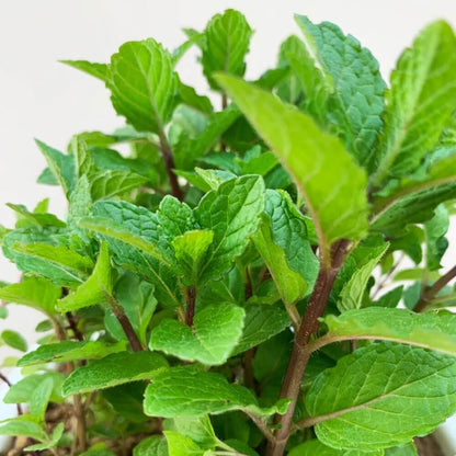 Green Penny Mint Seeds - Herbal Plant