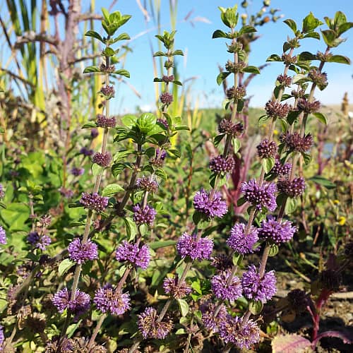 Green Pennyroyal Mint Seeds - Herbal Plant