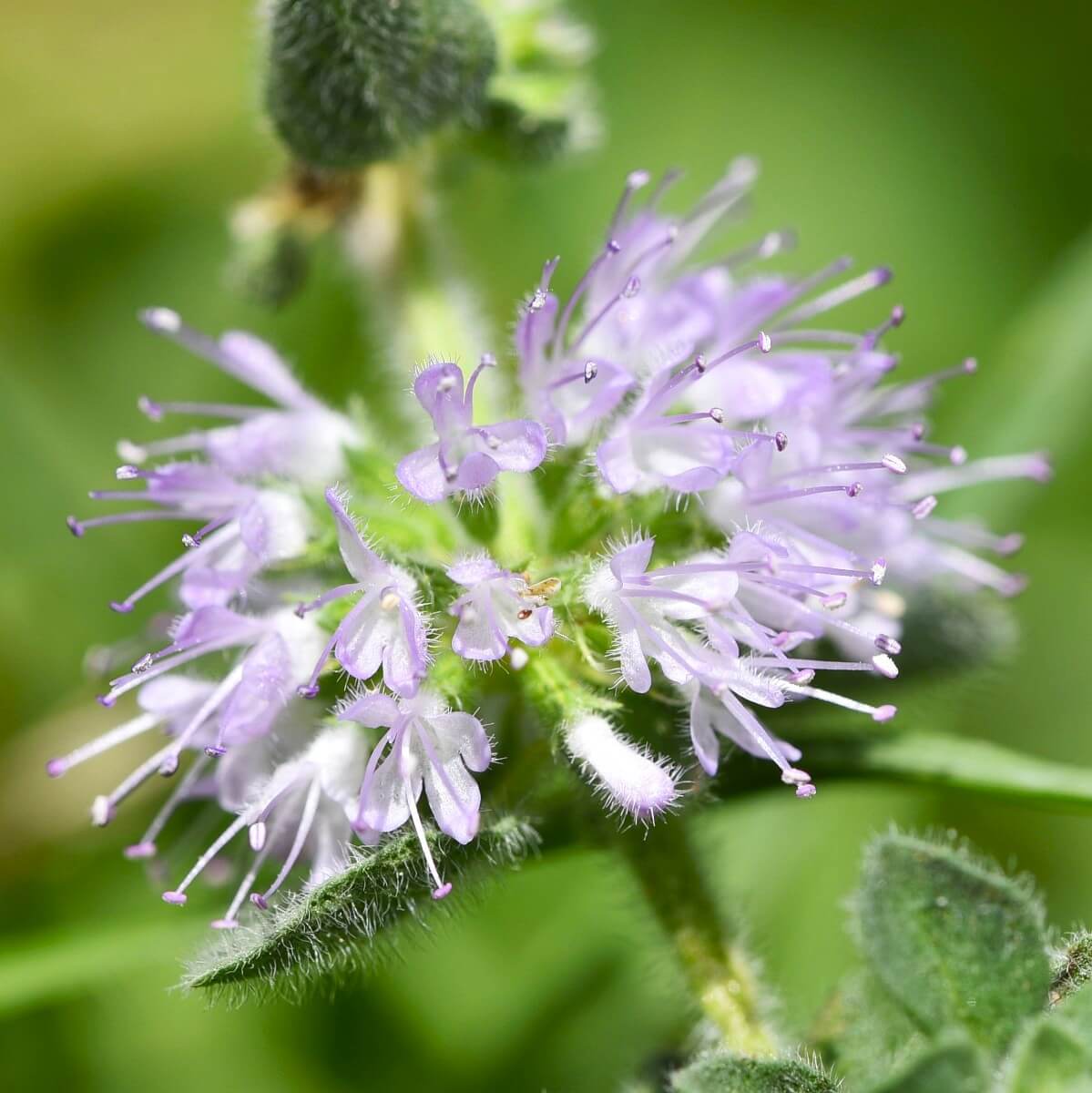 Green Pennyroyal Mint Seeds - Herbal Plant
