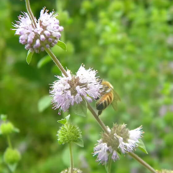 Green Pennyroyal Mint Seeds - Herbal Plant