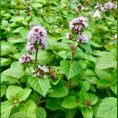 Green Pennyroyal Mint Seeds - Herbal Plant