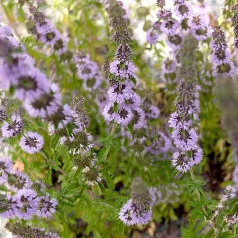 Green Pennyroyal Mint Seeds - Herbal Plant