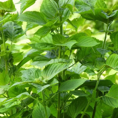 Green Perilla Seeds 