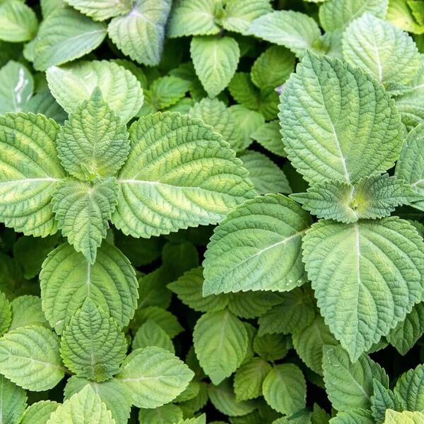 Green Perilla Seeds 