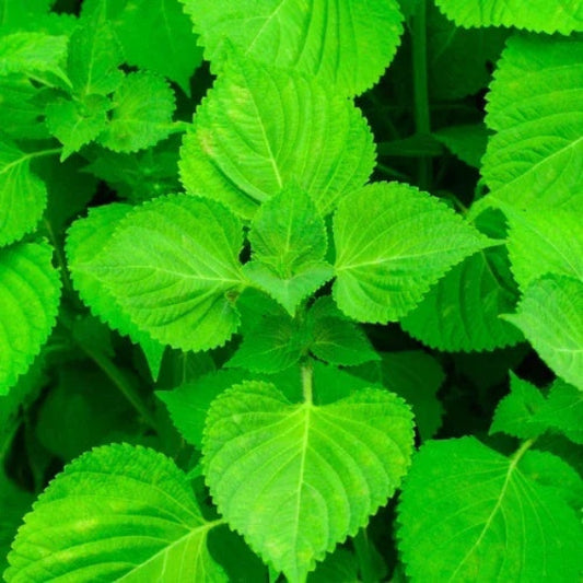Green Perilla Seeds - Herbal Plant
