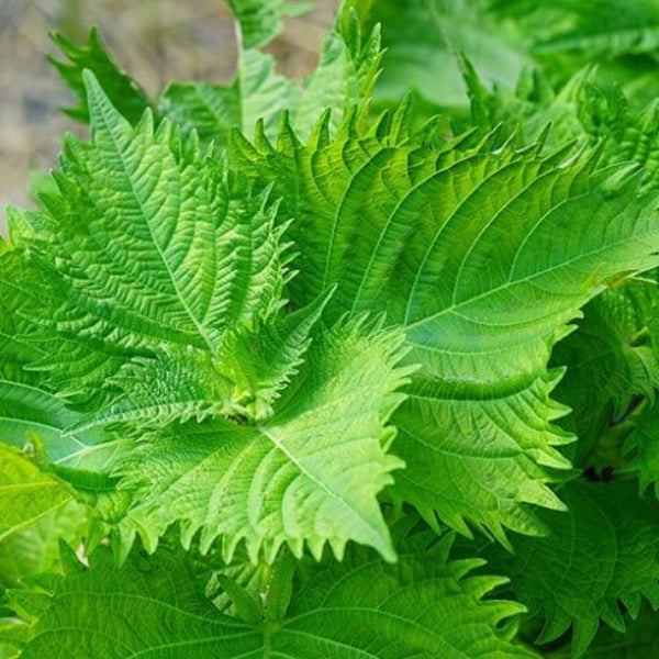 Green Perilla Seeds - Herbal Plant