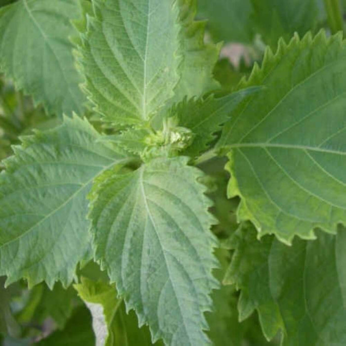Green Perilla Seeds - Herbal Plant