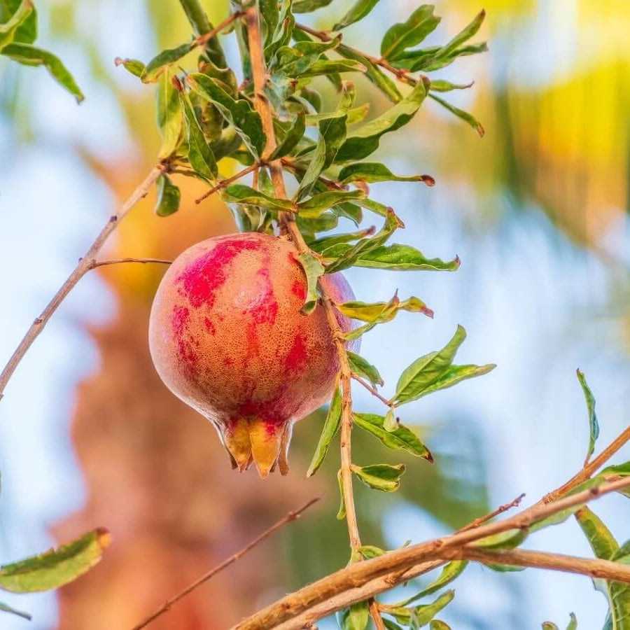 Green Pink Pomegranate Seeds