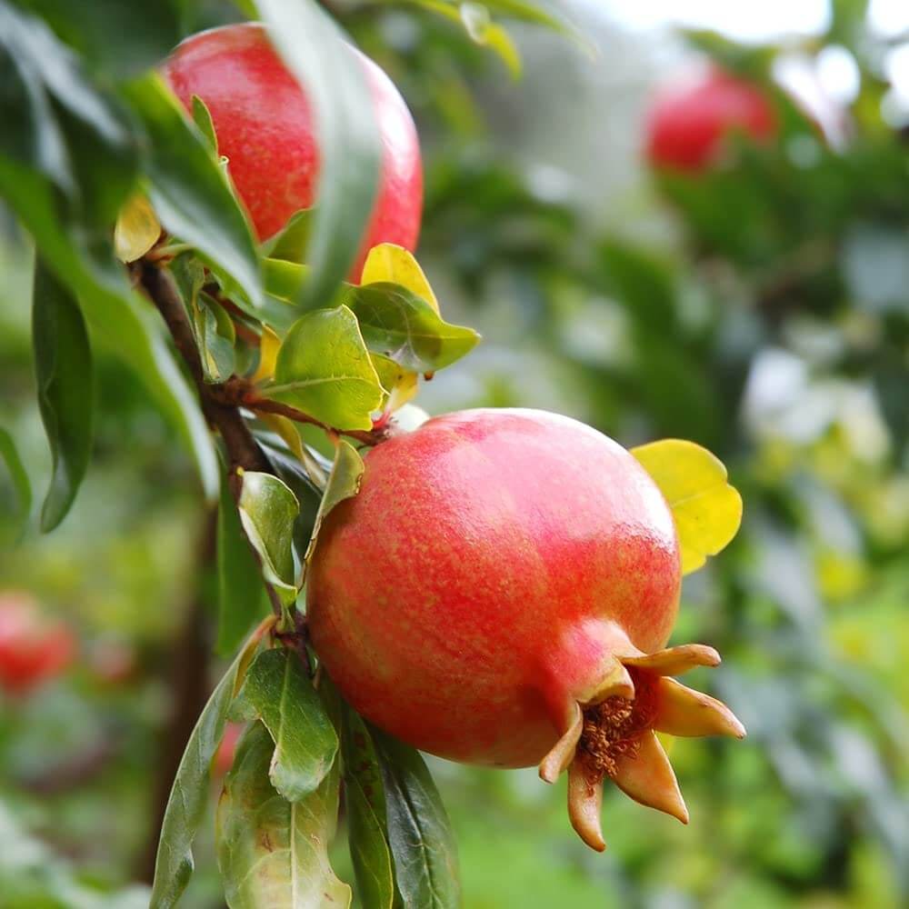 Green Pink Pomegranate Seeds