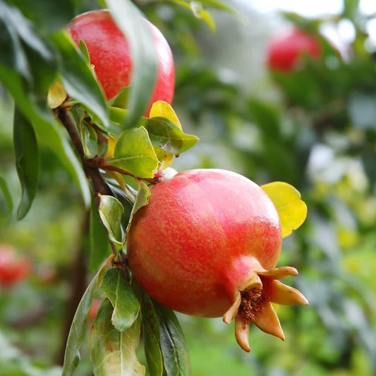 Green Pink Pomegranate Seeds