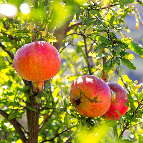 Green Pink Pomegranate Seeds