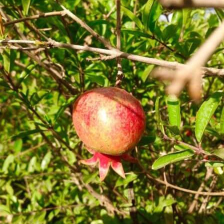 Green Pink Pomegranate Seeds