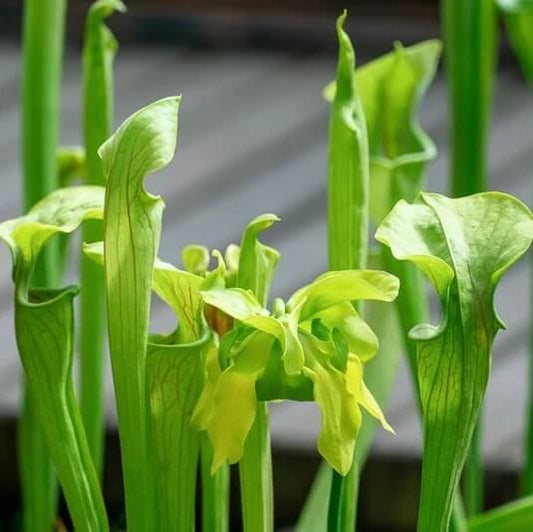 Green Pitcher Plant Seeds 