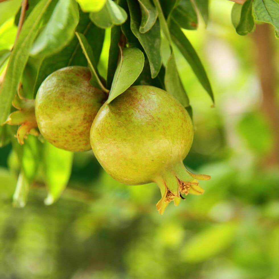 Green Pomegranate Seeds