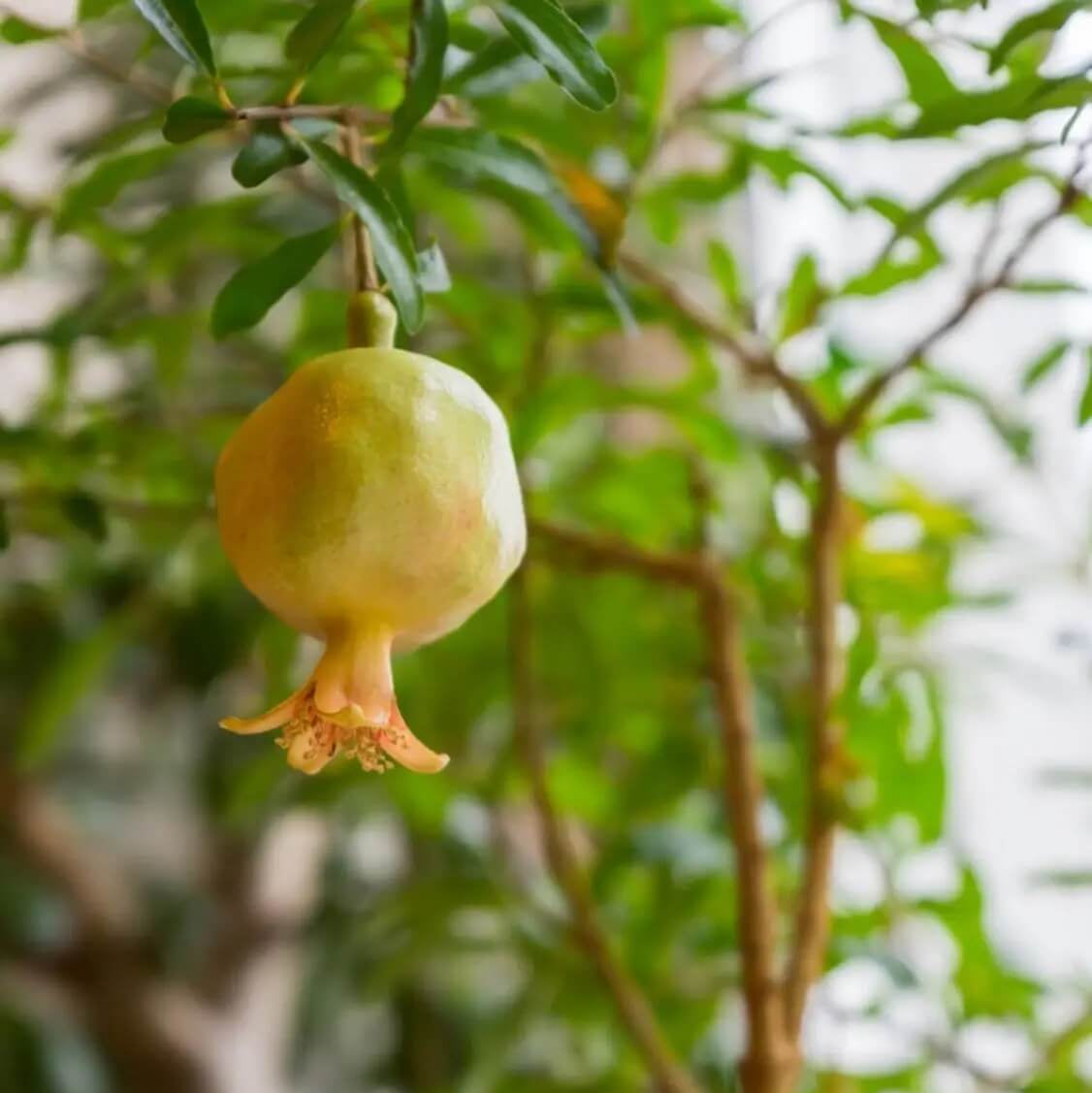 Green Pomegranate Seeds