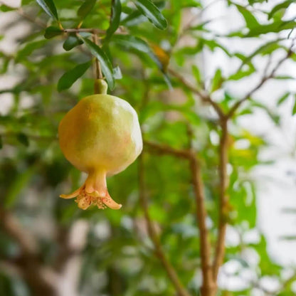 Green Pomegranate Seeds