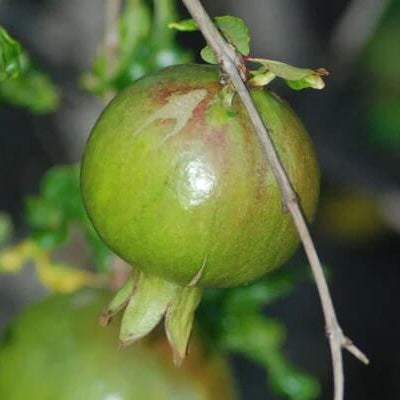 Green Pomegranate Seeds