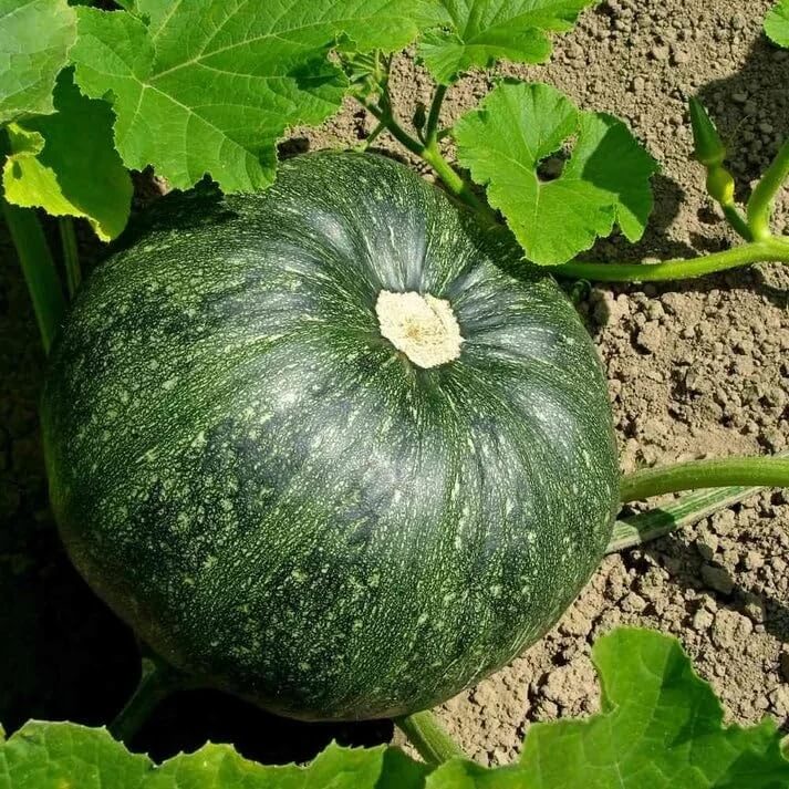 Green Pumpkin Seeds