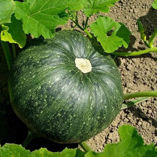 Green Pumpkin Seeds