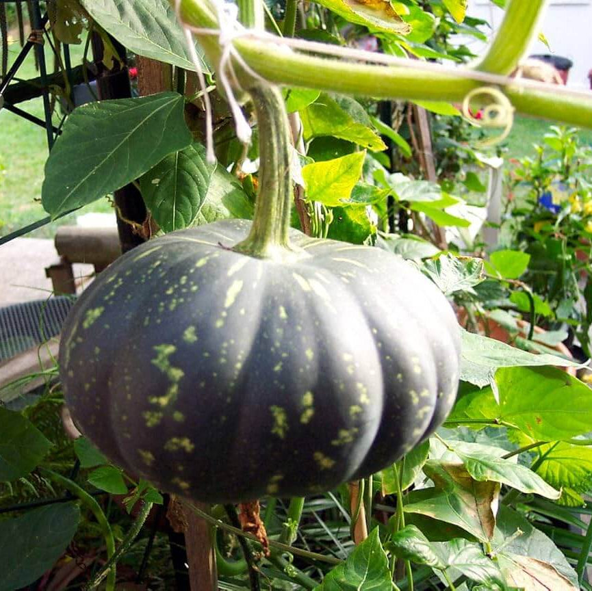 Green Pumpkin Seeds