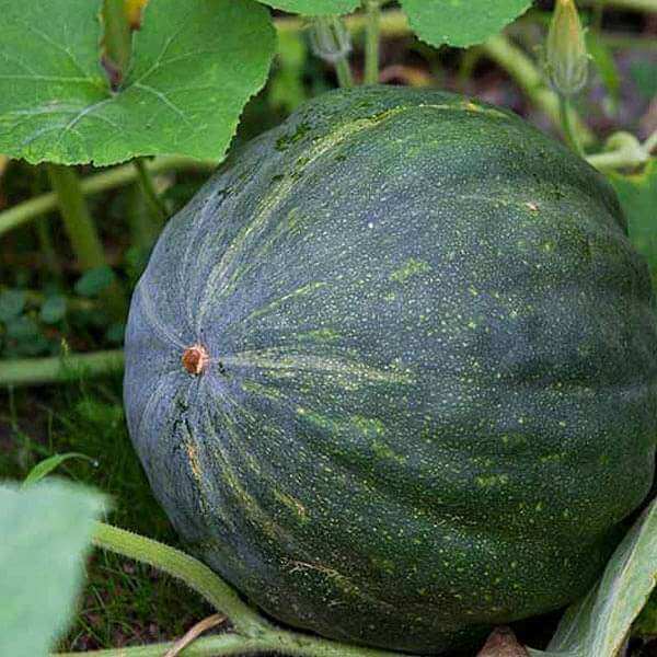 Green Pumpkin Seeds