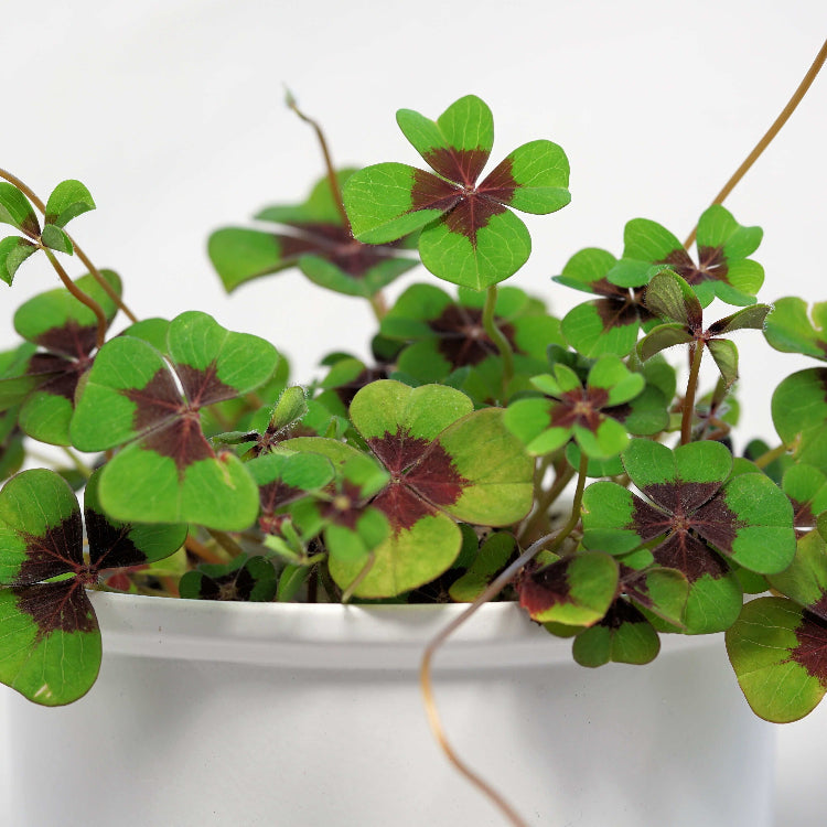 Green Purple Four Leaf Clover Seeds - Herbal Plant