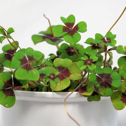 Green Purple Four Leaf Clover Seeds - Herbal Plant