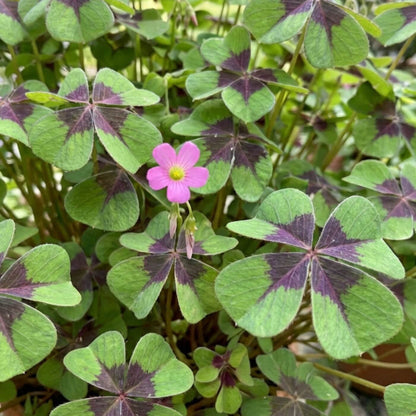 Green Purple Four Leaf Clover Seeds - Herbal Plant