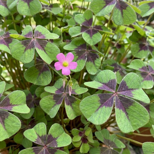Green Purple Four Leaf Clover Seeds - Herbal Plant