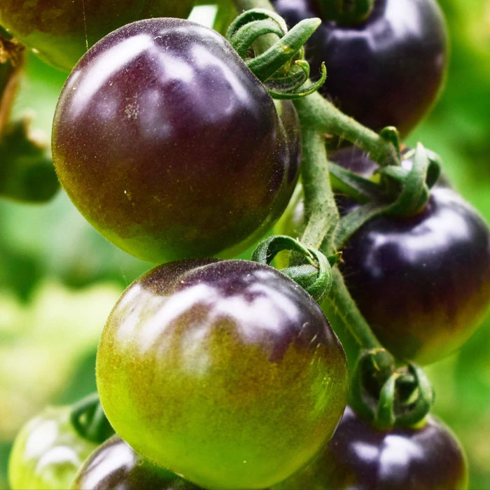Green Purple Tomato Seeds