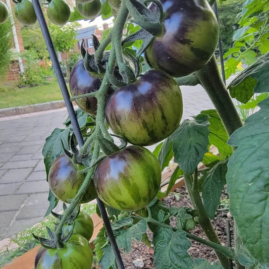 Green Purple Tomato Seeds